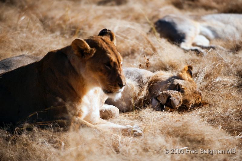 20090611_090153 D3 (1) X1.jpg - Lions at Little Ongava Reserve, a private game area, contiguous with Etosha National Park, Namibia